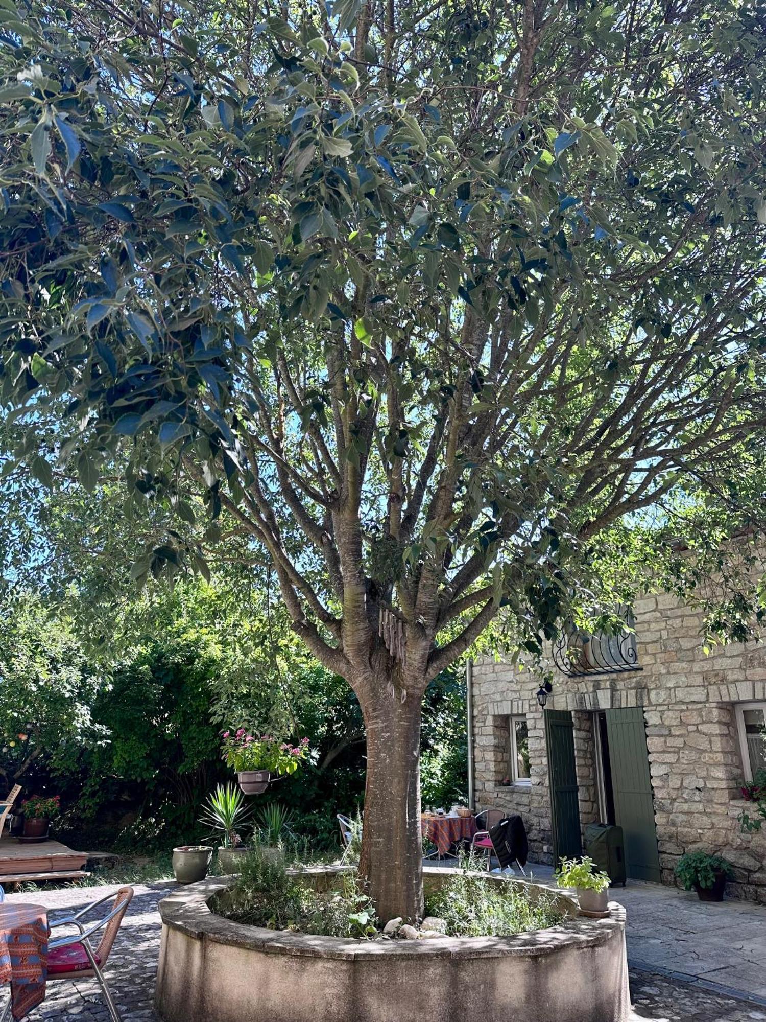 Moulin D'Antelon B&B Crillon-le-Brave Dış mekan fotoğraf